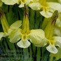 Pedicularis_oederi_dd3461