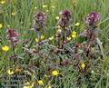 Pedicularis_palustris_11538