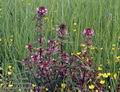 Pedicularis_palustris_11539