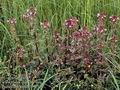 Pedicularis_palustris_11540