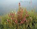 Pedicularis_palustris_4897