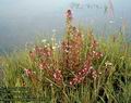 Pedicularis_palustris_4897