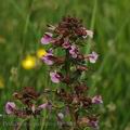 Pedicularis_palustris_ak5656