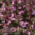 Pedicularis_palustris_ak5683