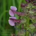 Pedicularis_palustris_ak5707