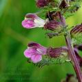 Pedicularis_palustris_ak5712