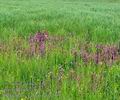 Pedicularis_palustris_bg0819