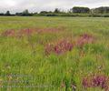 Pedicularis_palustris_bg0820