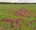 Pedicularis_palustris_bg0822