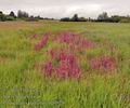 Pedicularis_palustris_bg0828