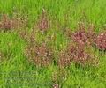 Pedicularis_palustris_bg0839