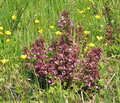 Pedicularis_palustris_jh1572