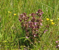 Pedicularis_palustris_jh1573