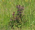 Pedicularis_palustris_jh1576