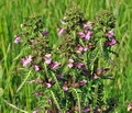 Pedicularis_palustris_jh1585