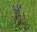 Pedicularis_palustris_jh1591