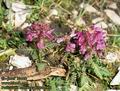 Pedicularis_rostratocapitata_4901