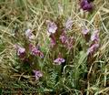 Pedicularis_sylvatica_4900