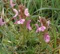 Pedicularis_sylvatica_aa8394