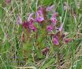 Pedicularis_sylvatica_bc2641