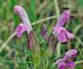 Pedicularis_sylvatica_bc2644