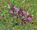 Pedicularis_sylvatica_bc2655