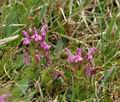 Pedicularis_sylvatica_bf5150