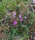 Pedicularis_sylvatica_bt6587