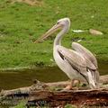 Pelecanus_crispus_a5372