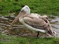 Pelecanus_crispus_a5386