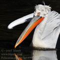 Pelecanus_crispus_be1498