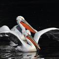 Pelecanus_crispus_be1503