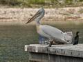 Pelecanus_crispus_bx4280