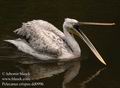 Pelecanus_crispus996