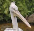 Pelecanus_crispus017