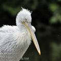 Pelecanus_crispus_fc3105