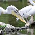 Pelecanus_crispus_fc3107