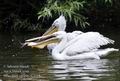 Pelecanus_crispus_fc3118