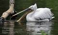 Pelecanus_crispus_fc3147