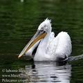 Pelecanus_crispus_fc3153