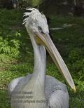 Pelecanus_crispus_mc3461