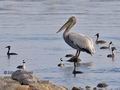 Pelecanus_crispus_ra2306