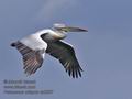 Pelecanus_crispus_ra2597