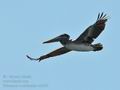 Pelecanus_occidentalis_ec0585