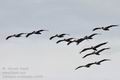Pelecanus_occidentalis_ec0999
