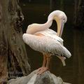 Pelecanus_onocrotalus_a5361