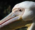 Pelecanus_onocrotalus_a7717