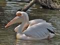 Pelecanus_onocrotalus_bn3204