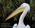 Pelecanus_onocrotalus_mb6527