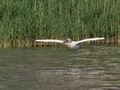 Pelecanus_onocrotalus_ra2417